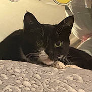 Millie Miller joined the competition — help win amazing prizes! bed, black_and_white, blanket, cat, close_up, cozy, domestic_cat, ears, feline, fur, indoor, paw, pet, portrait, relaxed, sleepy, soft_texture, tuxedo_cat, whiskers, yellow_eyes