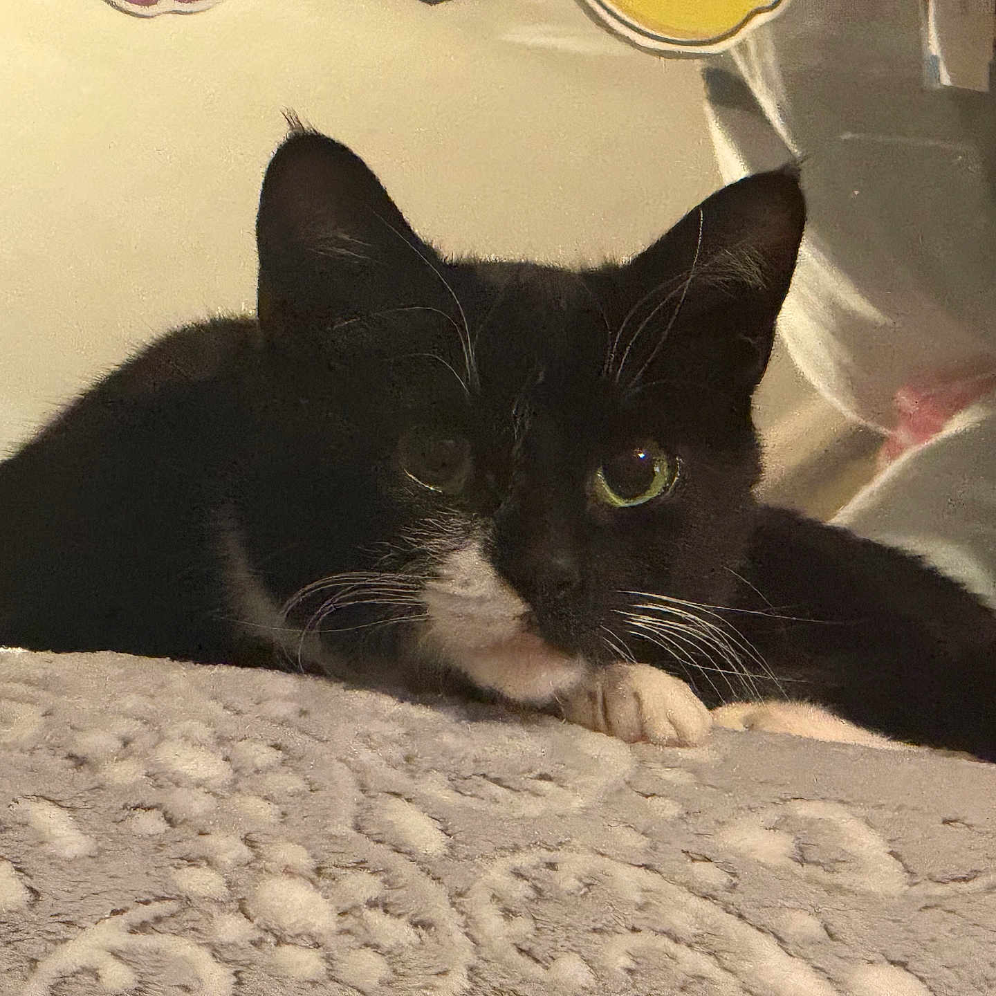 Millie Miller joined the competition — help win amazing prizes! bed, black_and_white, blanket, cat, close_up, cozy, domestic_cat, ears, feline, fur, indoor, paw, pet, portrait, relaxed, sleepy, soft_texture, tuxedo_cat, whiskers, yellow_eyes