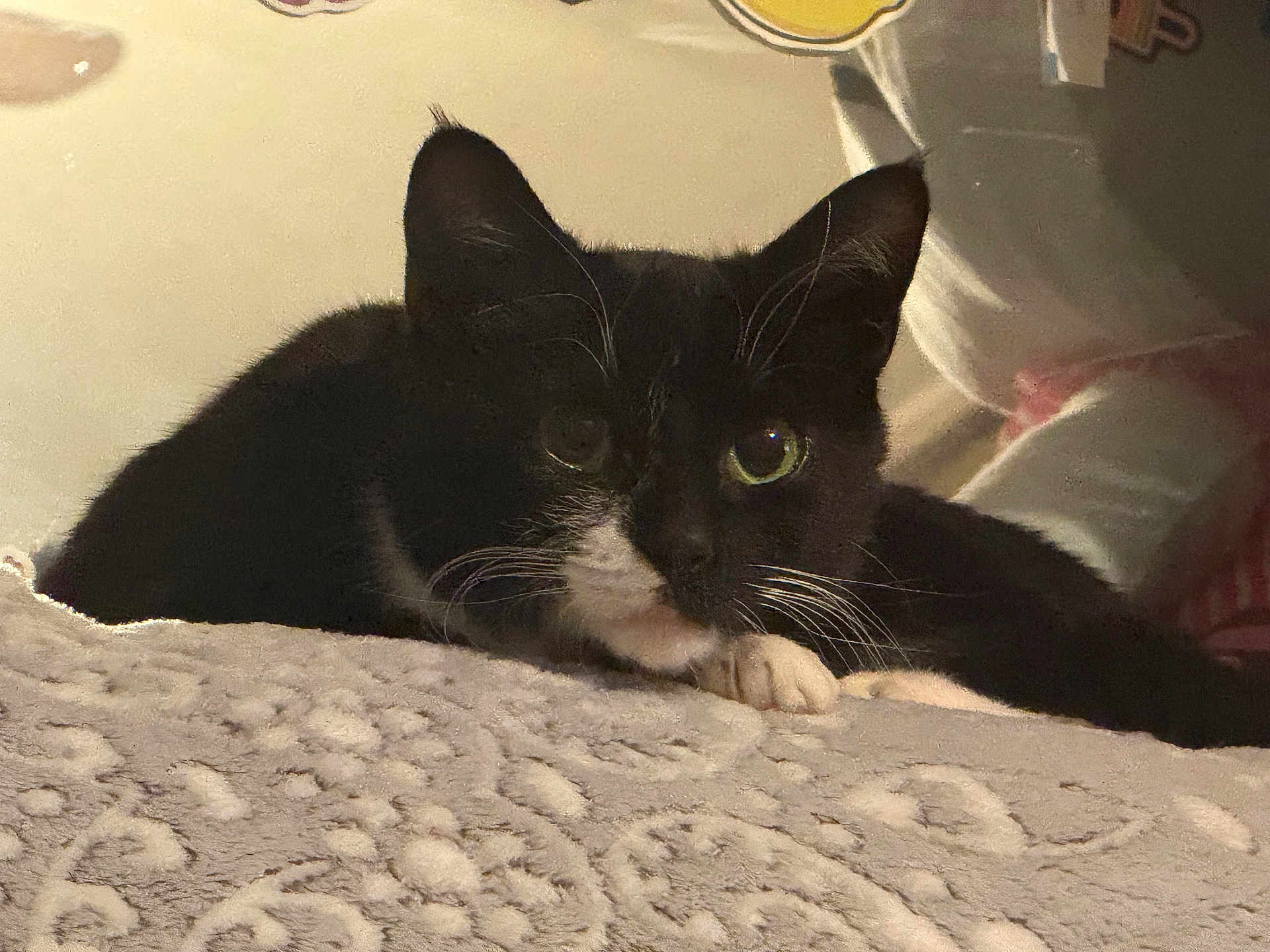 Millie Miller joined the competition — help win amazing prizes! bed, black_and_white, blanket, cat, close_up, cozy, domestic_cat, ears, feline, fur, indoor, paw, pet, portrait, relaxed, sleepy, soft_texture, tuxedo_cat, whiskers, yellow_eyes