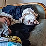 Chipie a rejoint le concours — aidez-le/la à gagner de superbes lots ! dog, white_dog, jacket, blanket, couch, resting, indoor, pet, cozy, furniture, relaxing, companion, person_partial, vintage_couch, home, sleepy, curly_fur, comfort, blue_jacket, animal