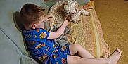 Chipie participe au concours pour gagner de l'argent avec cette photo : boy, dog, couch, blanket, pajamas, child, indoor, carpet, cabinet, toy, furniture, pet, relaxing, comfort, home, interaction, cute, fur, childhood, living_room