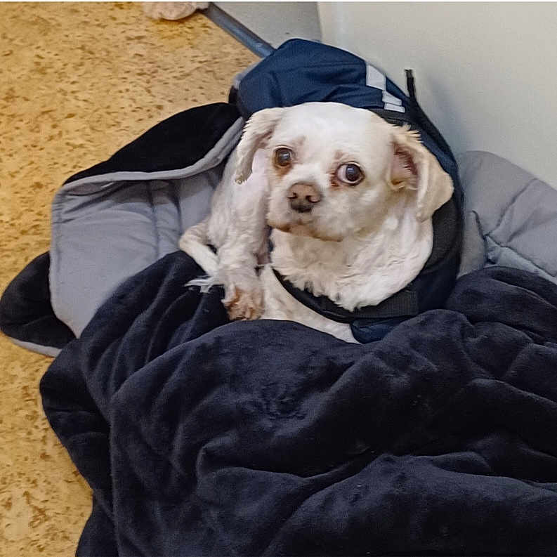 Chipie participe au concours pour gagner de l'argent avec cette photo : animal, bed, blanket, canine, comfortable, cozy, curious, dog, domestic, floor, fur, indoor, looking_up, pet, resting, small_dog, soft_bedding, wall, white_dog, wrapped