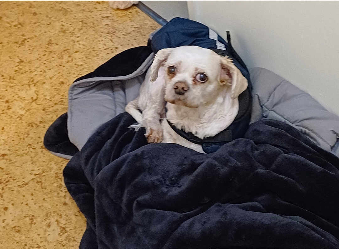 Chipie