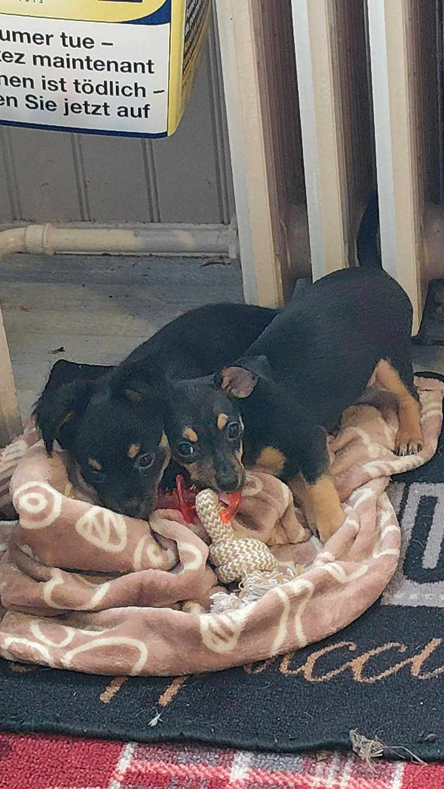 Nala Et Chanel a rejoint le concours — aidez-le/la à gagner de superbes lots ! puppy, dog, blanket, toy, indoor, floor, radiator, black_dog, tan_markings, snuggling, playful, cute, animal, pet, young_dog, chewing, carpet, home, warm, cozy