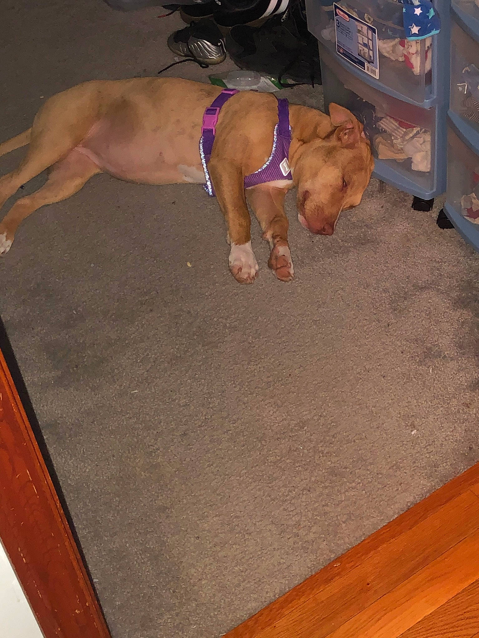 Isis joined the competition — help win amazing prizes! canidae, carnivore, dog, dog_breed, fawn, floor, flooring, rhodesian_ridgeback, sporting_group, vizsla