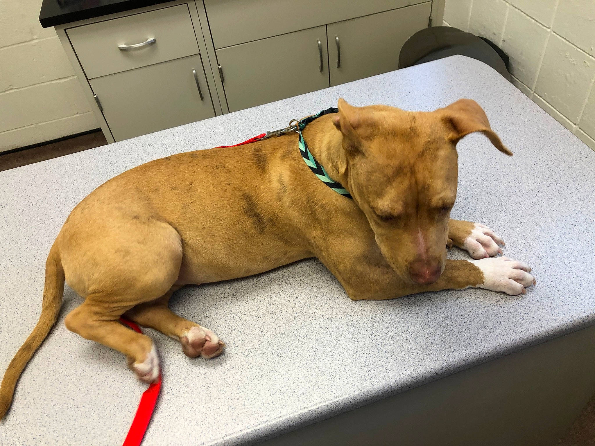 Isis joined the competition — help win amazing prizes! american_pit_bull_terrier, canidae, carnivore, companion_dog, dog, dog_breed, dog_collar, fawn, mammal, pit_bull, snout, sporting_group