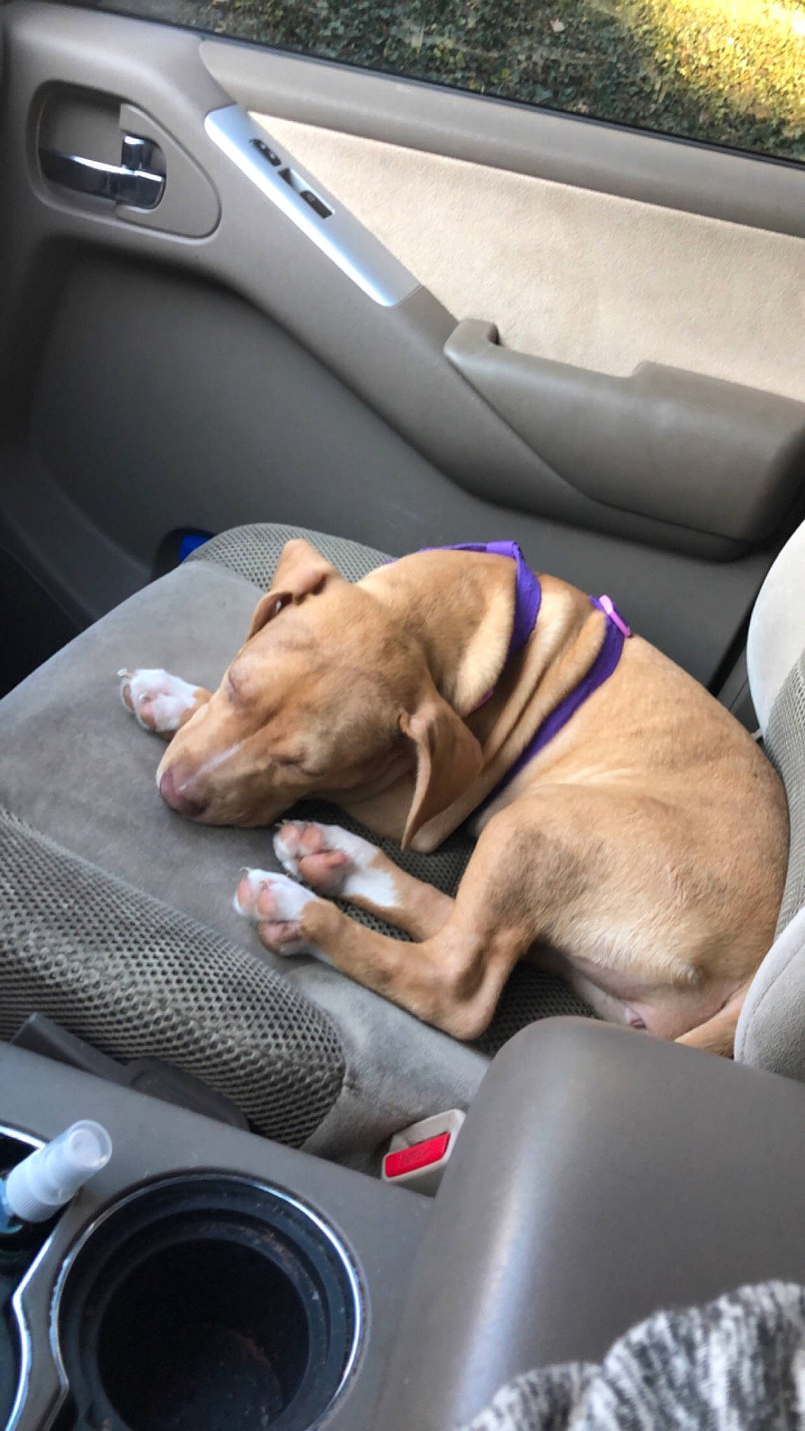 Isis is registered to the contest to win money with this photo: auto_part, canidae, car, car_seat, carnivore, companion_dog, dog, dog_breed, driving, fawn, non_sporting_group, seat_belt, snout, vehicle, vehicle_door