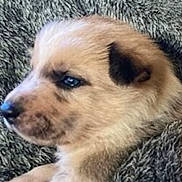 Manny participe au concours pour gagner de l'argent avec cette photo : advertisement, animal, book, canine, chihuahua, dog, face, head, hound, indoors, interiordesign, person, pet, photography, poster, publication, puppy, snout, terrier, text