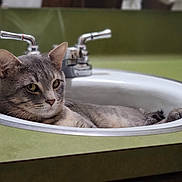 Lucky joined the competition — help win amazing prizes! cat, gray_tabby, sink, bathroom, faucet, chrome, green_countertop, relaxed, pet, animal, domestic_cat, resting, whiskers, ears, fur, closeup, indoor, household, cute, cozy