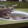 cat, gray_tabby, sink, bathroom, faucet, chrome, green_countertop, relaxed, pet, animal, domestic_cat, resting, whiskers, ears, fur, closeup, indoor, household, cute, cozy