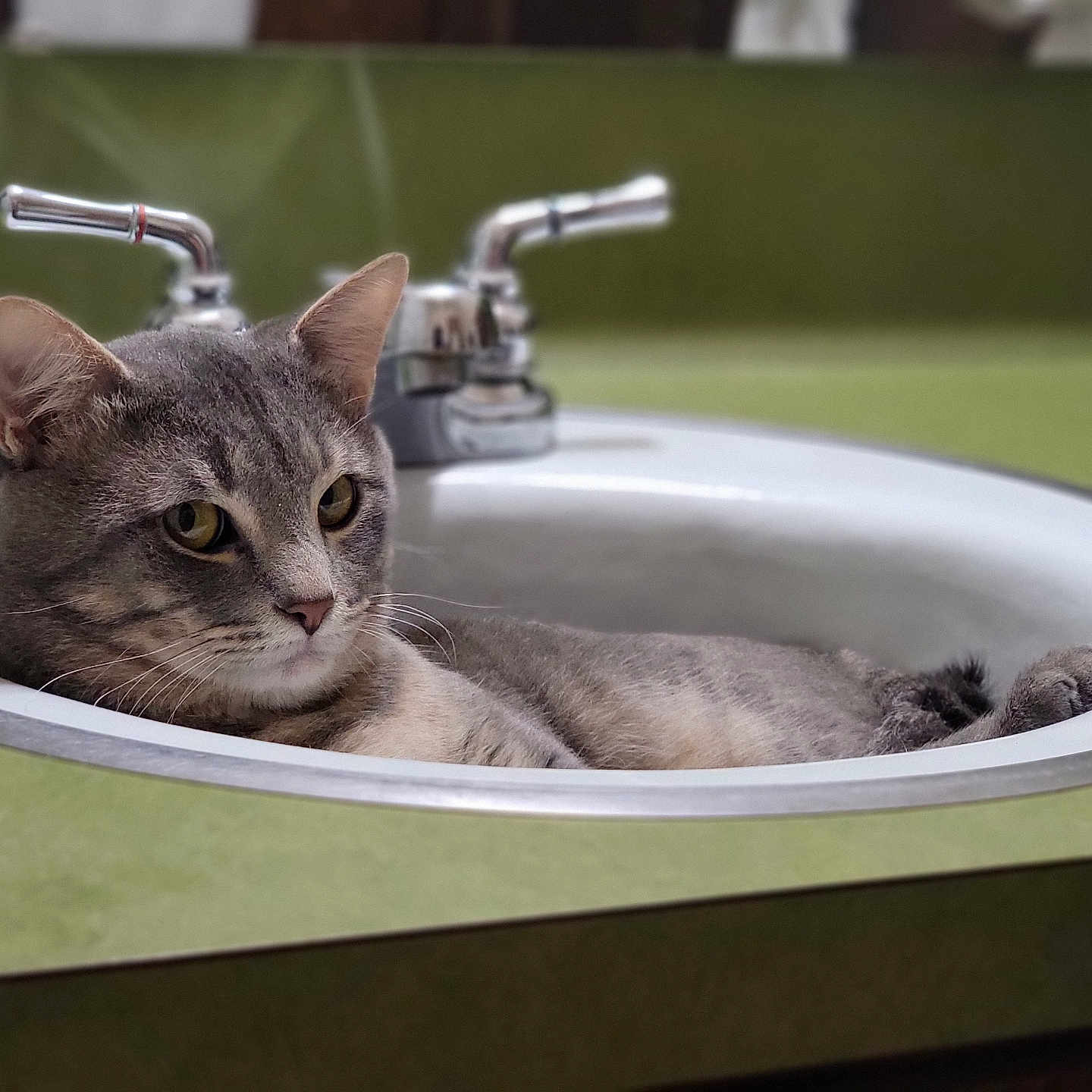 Lucky joined the competition — help win amazing prizes! cat, gray_tabby, sink, bathroom, faucet, chrome, green_countertop, relaxed, pet, animal, domestic_cat, resting, whiskers, ears, fur, closeup, indoor, household, cute, cozy