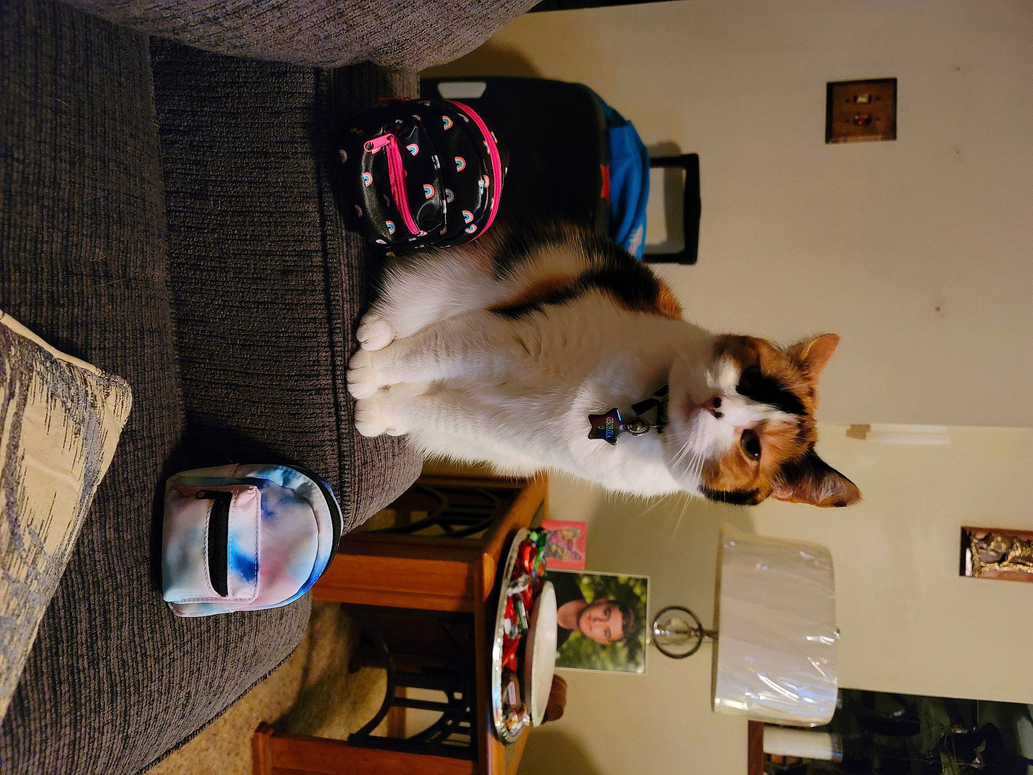 Georgia joined the competition — help win amazing prizes! canidae, carnivore, collar, companion_dog, dog_breed, dog_supply, fawn, felidae, fur, paw, room, small_to_medium_sized_cats, sporting_group, tail, whiskers