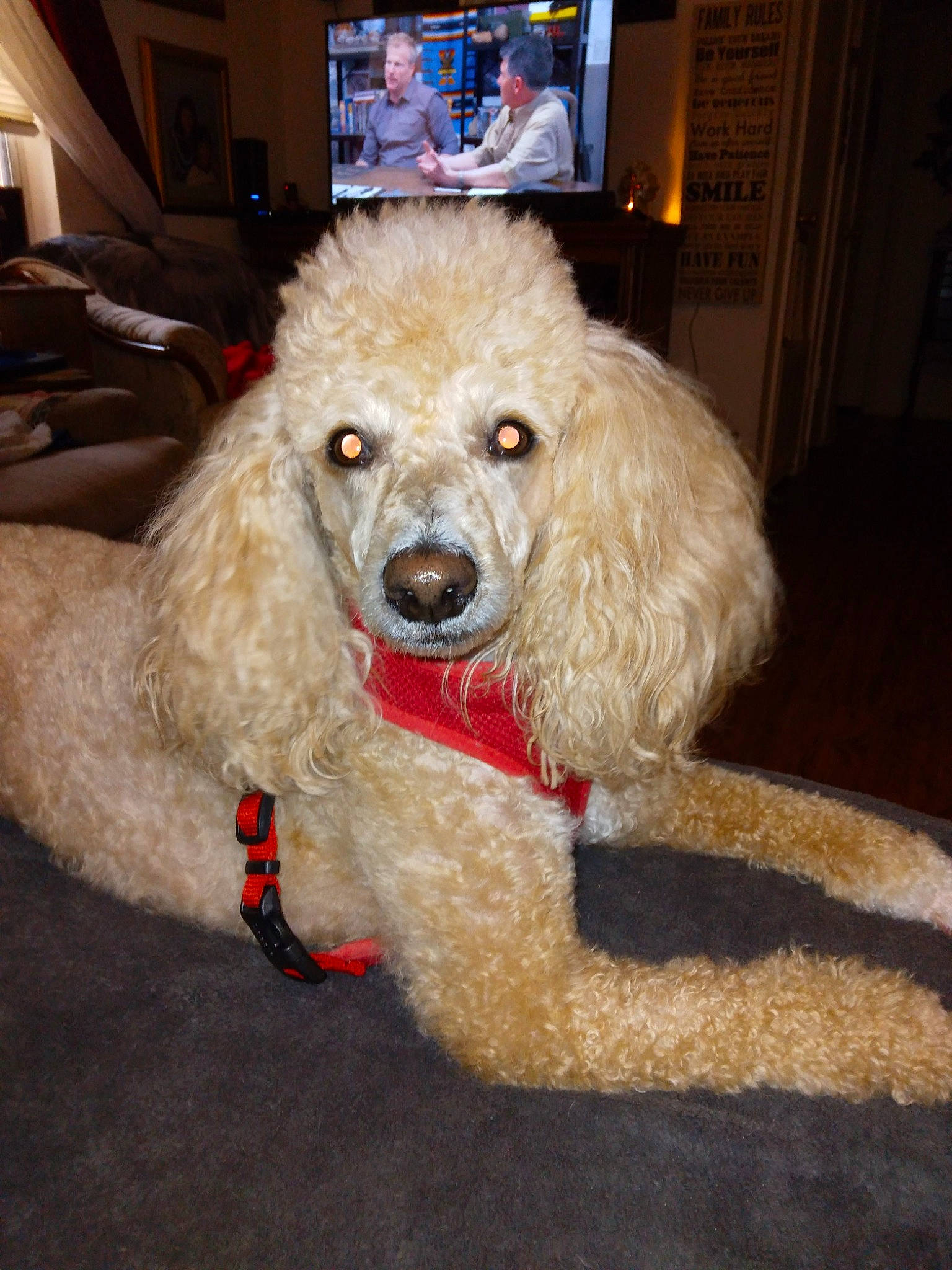 Chyna Doll joined the competition — help win amazing prizes! canidae, carnivore, collar, companion_dog, dog, dog_breed, dog_collar, event, fawn, fur, pet_supply, picture_frame, poodle, snout, sporting_group, standard_poodle, terrier, toy_dog, water_dog, working_animal