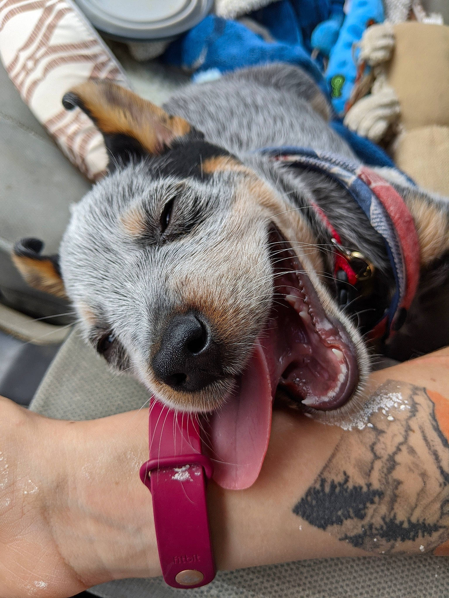 Jack Sparrow joined the competition — help win amazing prizes! barefoot, canidae, carnivore, chair, claw, comfort, companion_dog, dog, dog_breed, fawn, flesh, foot, fur, human_leg, paw, service, sitting, snout, sporting_group, working_animal