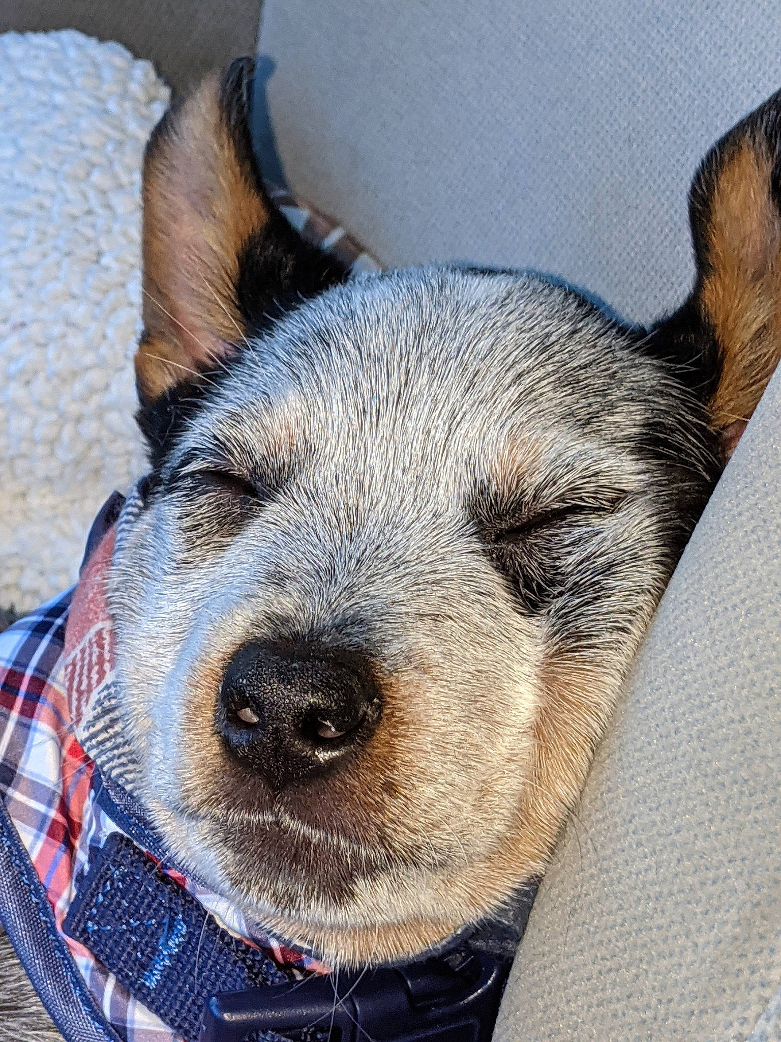 Jack Sparrow is registered to the contest to win money with this photo: canidae, carnivore, close_up, collar, comfort, companion_dog, dog, dog_breed, dog_supply, ear, electric_blue, fawn, fur, pattern, pet_supply, snout, sporting_group, terrestrial_animal, whiskers, working_animal