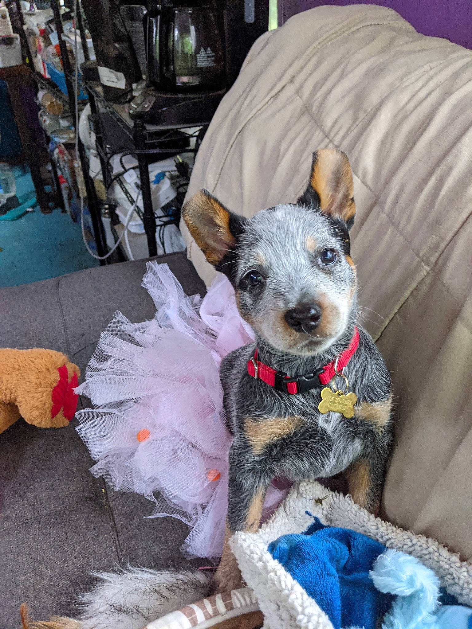 Jack Sparrow joined the competition — help win amazing prizes! blue, carnivore, collar, companion_dog, dog, dog_breed, dog_clothes, dog_supply, event, fawn, felidae, fur, party_hat, small_terrier, snout, tail, terrier, toy_dog, whiskers, working_animal