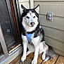 blue_eyes, blue_harness, companion_animal, dog, doormat, ears, fur, husky, nose, outdoor_socket, paws, pet, porch, portrait, screen_door, siding, sitting, stare, tail, wooden_floor