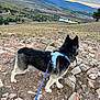 Mavis is registered to the contest to win money with this photo: adventure, canine, companion, dog, fur, harness, hiking, husky, lake, landscape, leash, mountain, outdoors, paws, rocks, scenic_view, sky, sunset, trail, valley