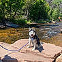 canine, dog, greenery, harness, husky, leash, nature, outdoors, pet, portrait, river, rock, scenic, shadow, sitting, smile, stream, sunlight, trees, water