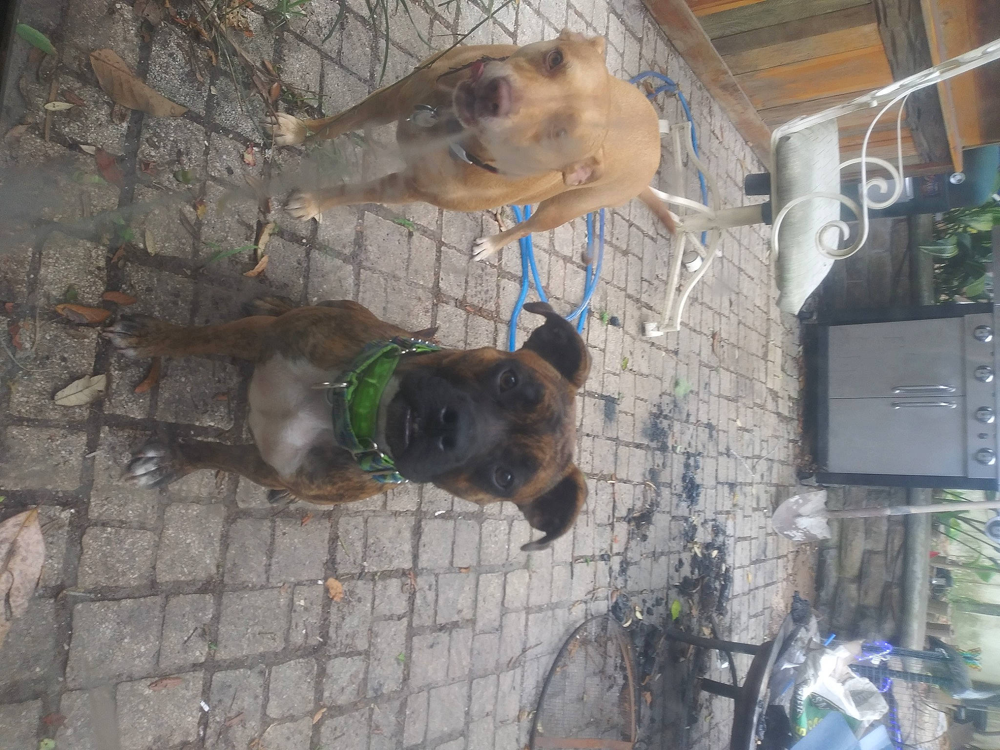 Sapphire is registered to the contest to win money with this photo: animal_shelter, cage, canidae, carnivore, cobblestone, dog, dog_breed, dog_crate, fawn, fur, pet_supply, plant, snout, sporting_group, working_animal