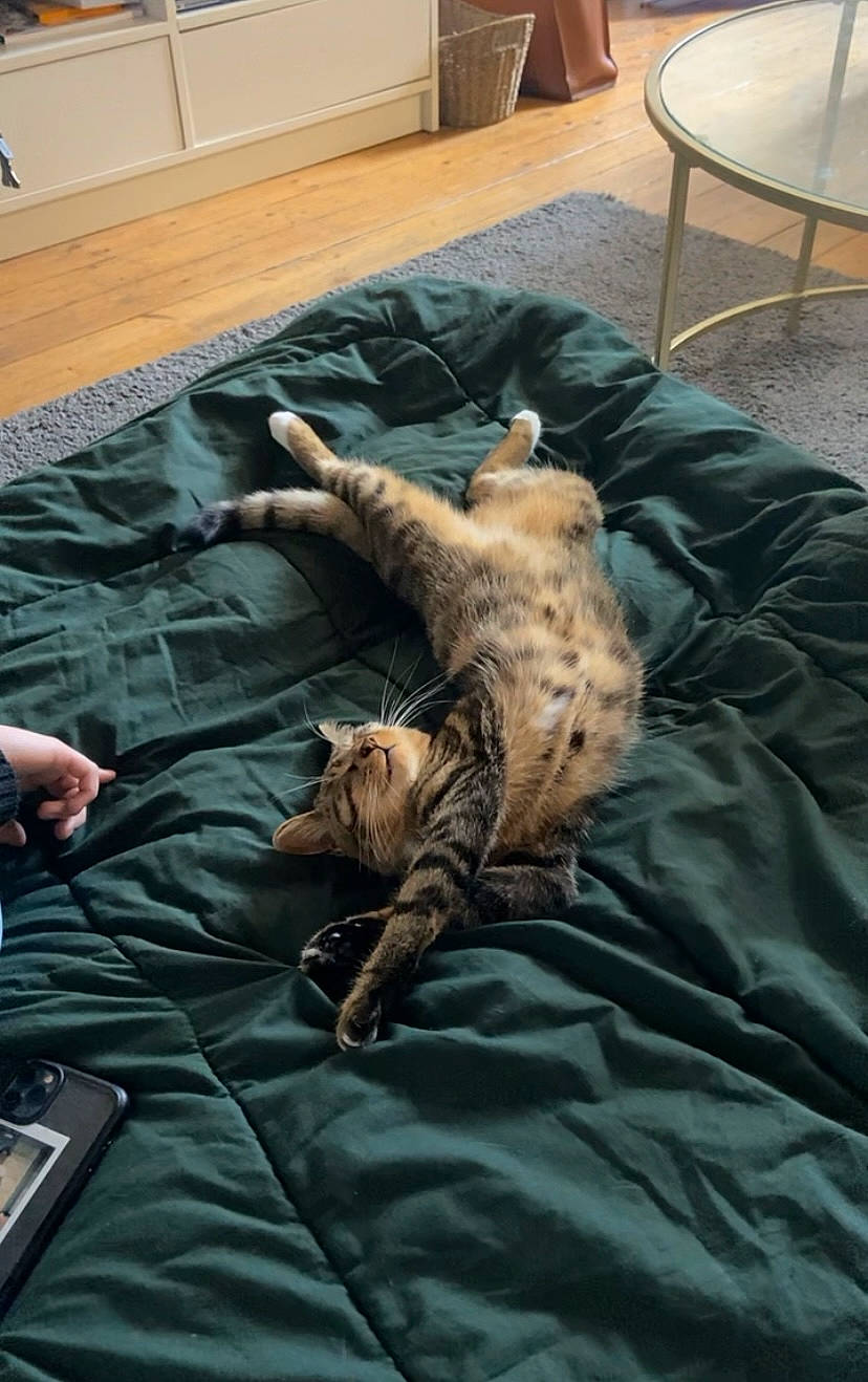 Kaylou a rejoint le concours — aidez-le/la à gagner de superbes lots ! canidae, carnivore, cat, comfort, domestic_short_haired_cat, duvet, felidae, flooring, fur, hardwood, linens, nap, paw, room, small_to_medium_sized_cats, sporting_group, tail, terrestrial_animal, whiskers, wood