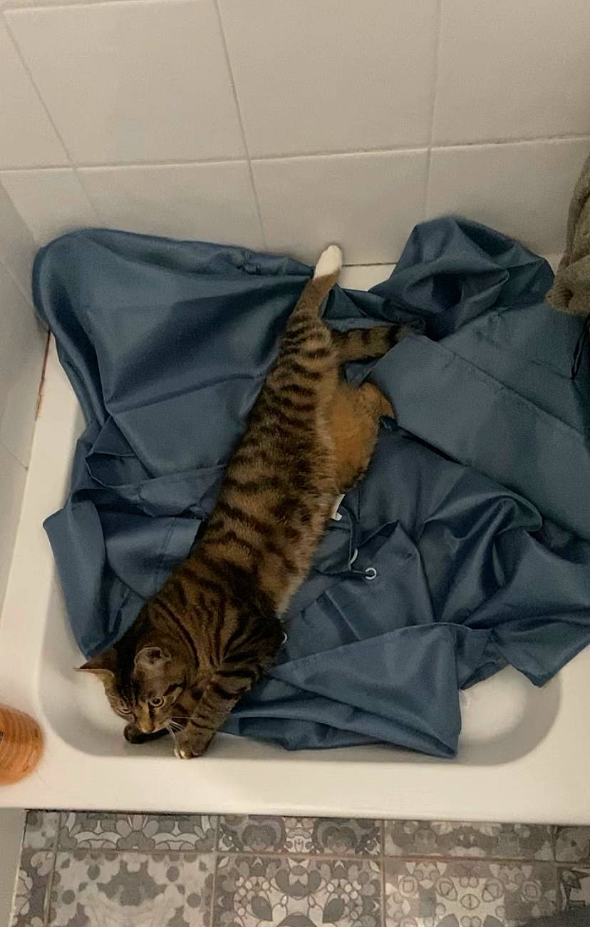 Kaylou a rejoint le concours — aidez-le/la à gagner de superbes lots ! big_cats, carnivore, cat, comfort, domestic_short_haired_cat, fawn, felidae, fur, nap, pattern, paw, room, small_to_medium_sized_cats, tail, terrestrial_animal, whiskers