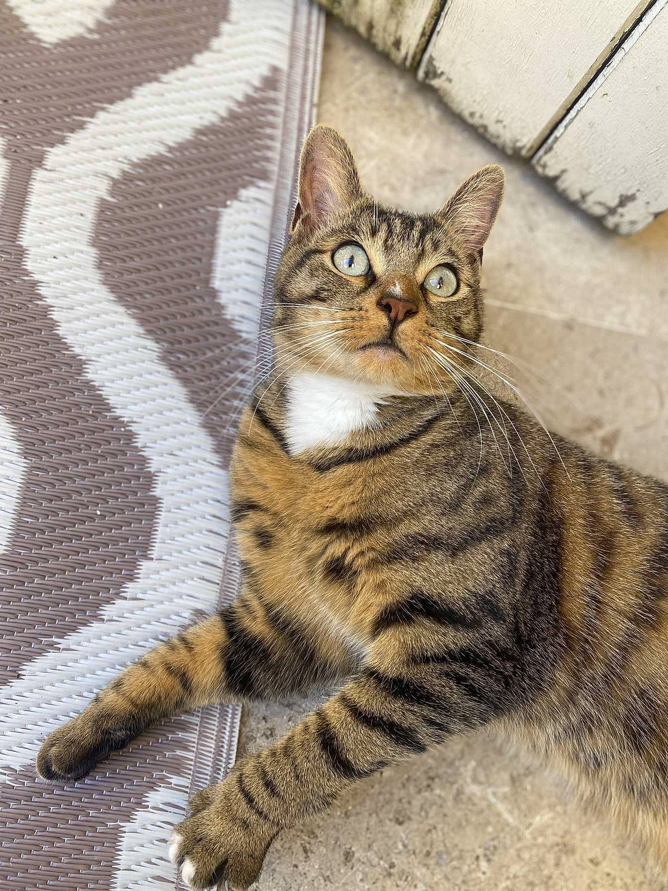 Kaylou a rejoint le concours — aidez-le/la à gagner de superbes lots ! carnivore, cat, domestic_short_haired_cat, felidae, fur, small_to_medium_sized_cats, snout, tail, terrestrial_animal, whiskers, wildlife