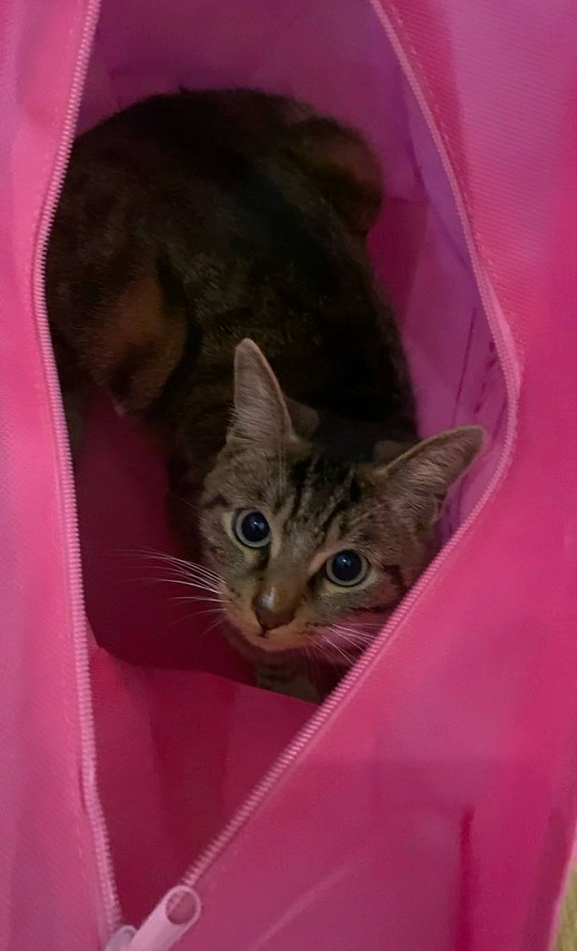 Kaylou participe au concours pour gagner de l'argent avec cette photo : carnivore, cat, cat_supply, comfort, domestic_short_haired_cat, ear, eye, felidae, fur, iris, magenta, pet_supply, pink, small_to_medium_sized_cats, snout, whiskers