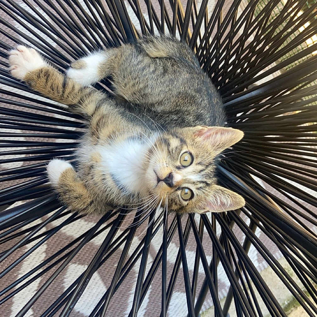 Koda a rejoint le concours — aidez-le/la à gagner de superbes lots ! abyssinian, alloywheel, animal, architecture, car, carwheel, cat, chair, furniture, kitten, machine, manx, person, pet, sleeping, spoke, tire, transportation, vehicle, wheel