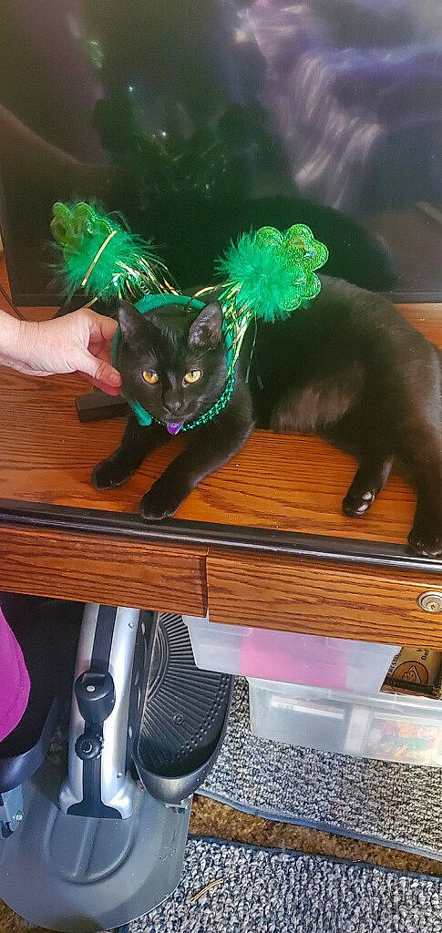 Star joined the competition — help win amazing prizes! black_cat, bombay, carnivore, cat, comfort, costume_hat, domestic_short_haired_cat, electric_blue, fashion_accessory, fawn, felidae, fur, hat, personal_protective_equipment, plant, small_to_medium_sized_cats, table, tail, whiskers, wood