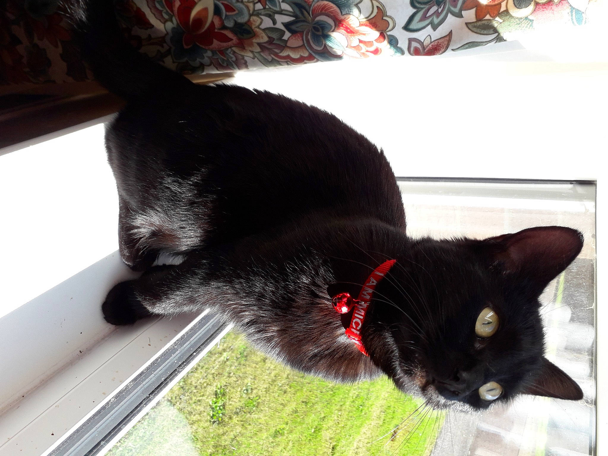 Lucky joined the competition — help win amazing prizes! black_cat, bombay, canidae, carmine, carnivore, cat, claw, collar, dog_breed, domestic_short_haired_cat, felidae, fur, grass, paw, small_to_medium_sized_cats, tail, terrestrial_animal, whiskers