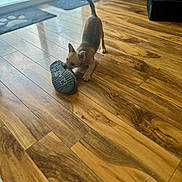 Cooper joined the competition — help win amazing prizes! animal, brown, canine, chewing, dog, flooring, fur, home, indoor, light, mat, paw_print, pet, playful, puppy, shoe, sliding_door, small_dog, toy, wooden_floor
