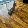 animal, brown, canine, chewing, dog, flooring, fur, home, indoor, light, mat, paw_print, pet, playful, puppy, shoe, sliding_door, small_dog, toy, wooden_floor