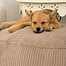 Cooper is registered to the contest to win money with this photo: adorable, animal, beige, cozy, cushion, cute, dog, ears, fur, furniture, indoor, nose, paw, pet, puppy, relaxation, resting, sleeping, small, soft