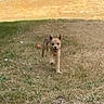 Cooper is registered to the contest to win money with this photo: active, animal, ball, brown, canine, cheerful, dog, field, grass, happy, nature, outdoor, pet, playing, puppy, running, small_dog, summer, sunlight, yard