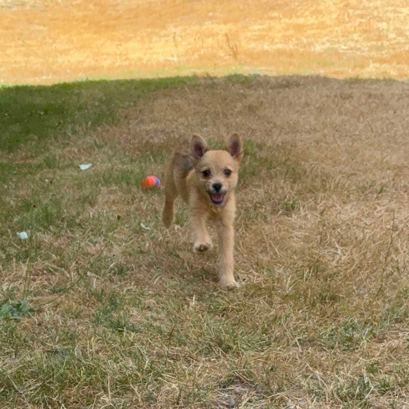 Cooper