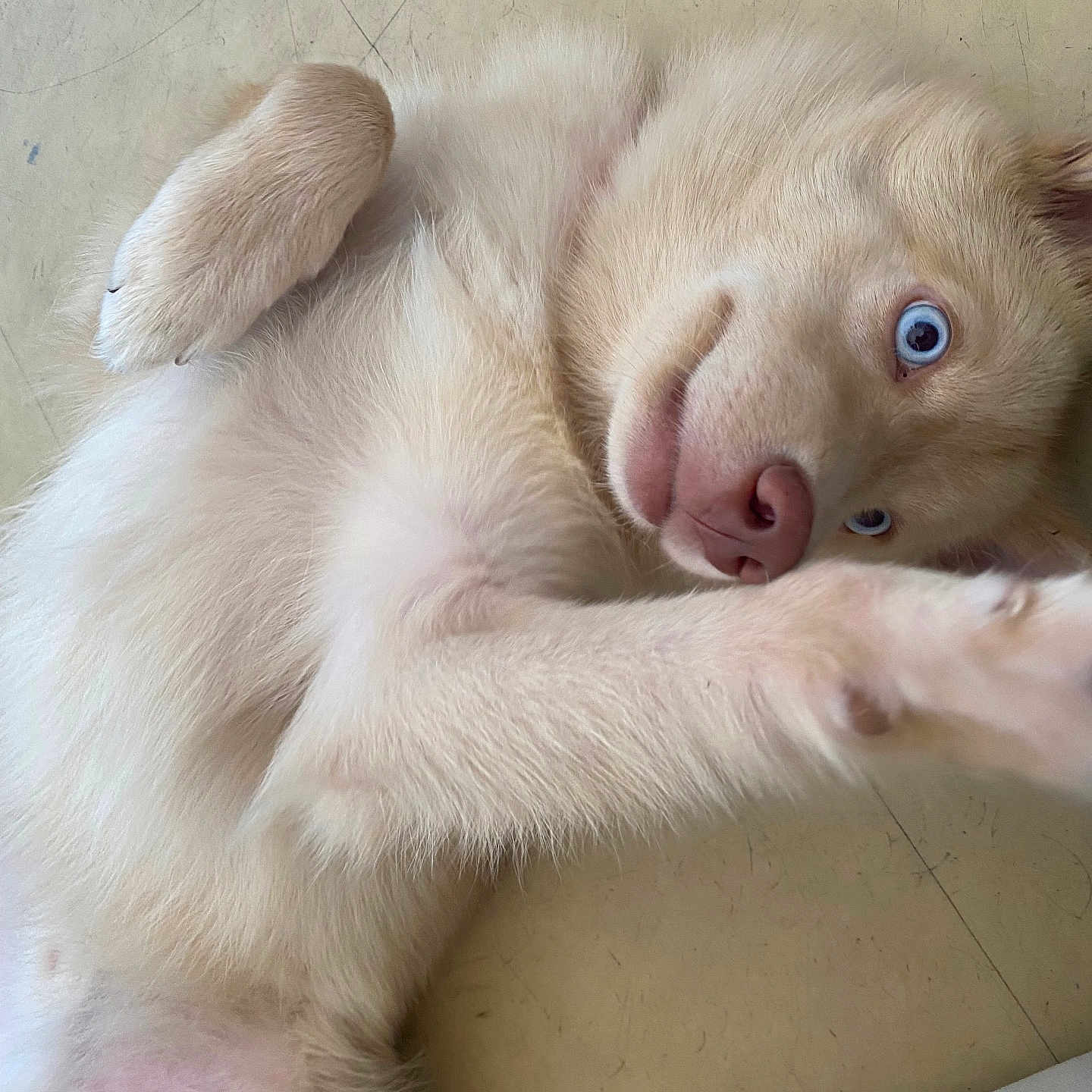 Yuki a rejoint le concours — aidez-le/la à gagner de superbes lots ! animal, blue_eyes, canine, close_up, curious, cute, dog, ears, floor, fur, indoor, light_fur, lying_down, nose, paw, pet, playful, puppy, relaxed, whiskers