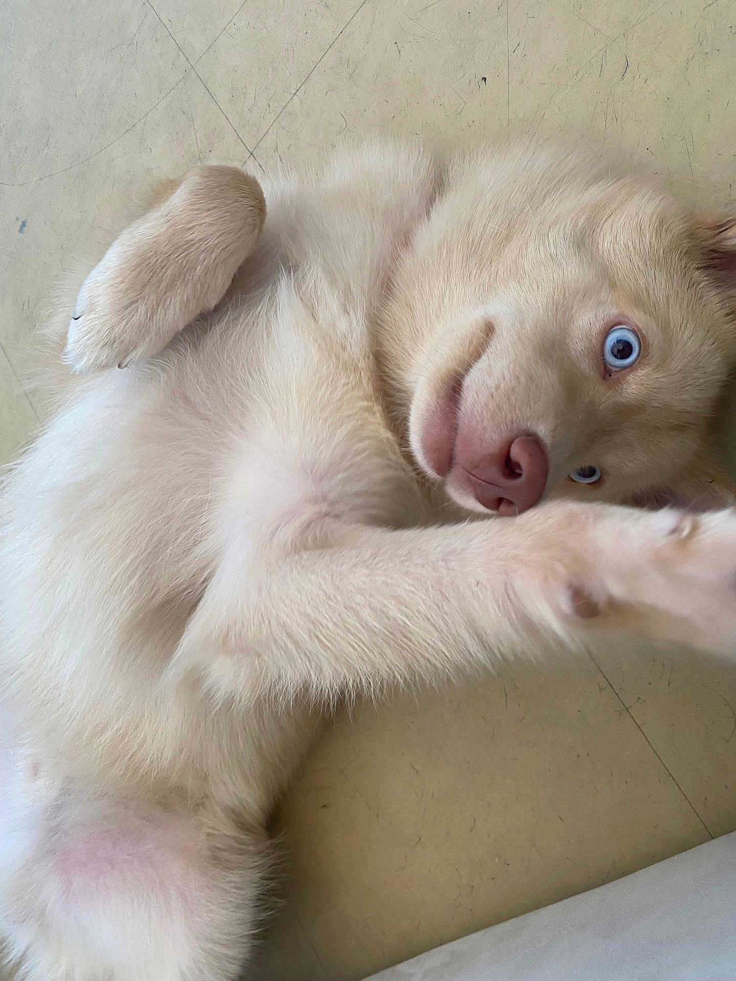 Yuki a rejoint le concours — aidez-le/la à gagner de superbes lots ! dog, puppy, blue_eyes, light_fur, lying_down, paw, floor, pet, cute, curious, indoor, close_up, animal, fur, canine, playful, relaxed, whiskers, nose, ears
