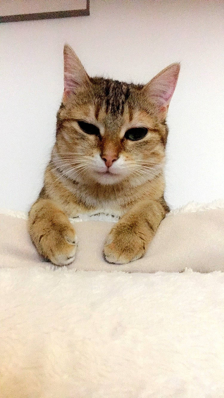 Calimero participe au concours pour gagner de l'argent avec cette photo : carnivore, cat, cat_supply, claw, domestic_short_haired_cat, fawn, felidae, fur, gesture, paw, photo_caption, sitting, small_to_medium_sized_cats, snout, snow, tail, terrestrial_animal, whiskers, wildlife, window