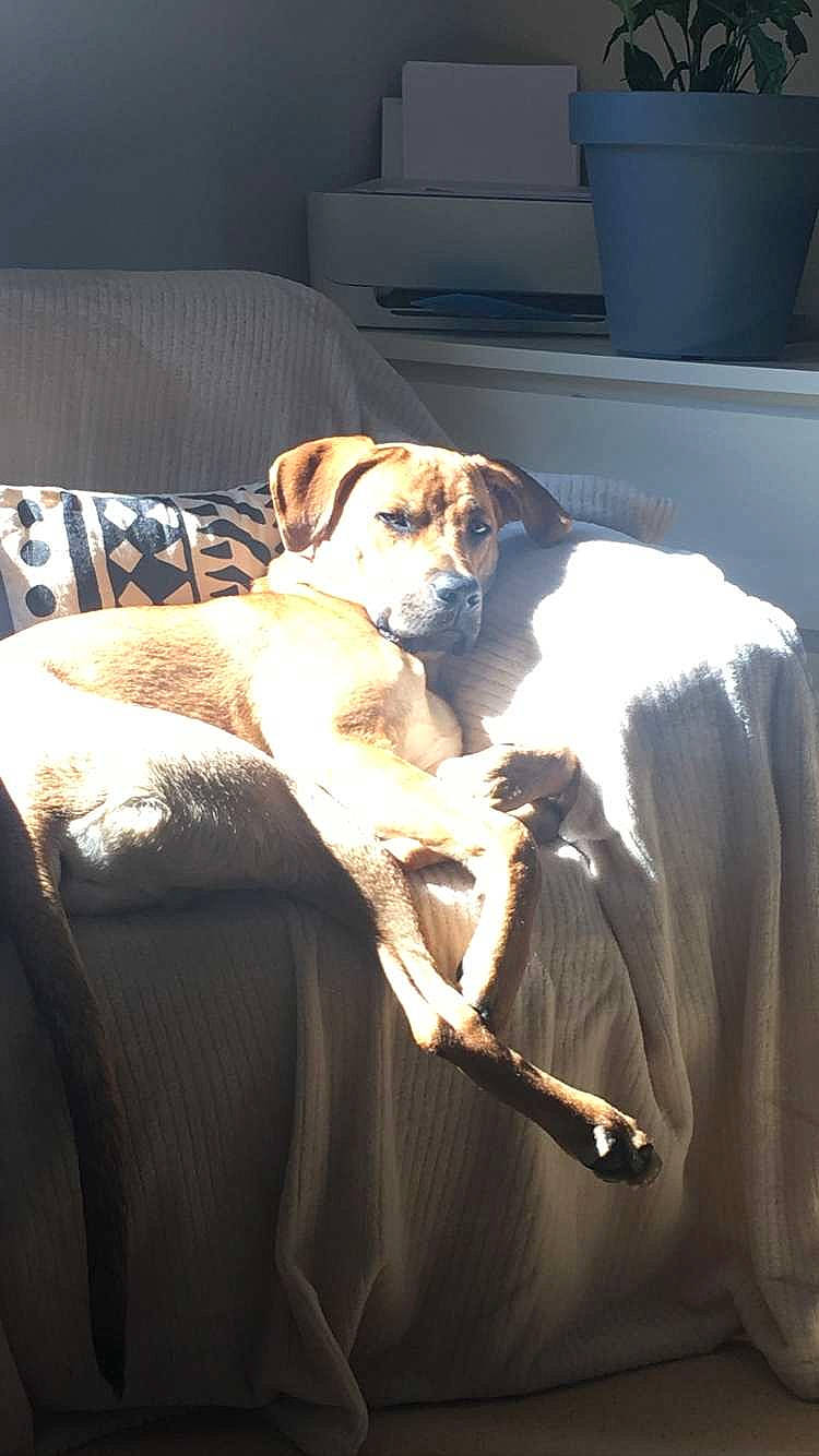 Pilou a rejoint le concours — aidez-le/la à gagner de superbes lots ! canidae, carnivore, comfort, companion_dog, couch, dog, dog_breed, fawn, flowerpot, fur, linens, mammal, paw, puppy, small_to_medium_sized_cats, snout, sporting_group, tail, whiskers, working_animal