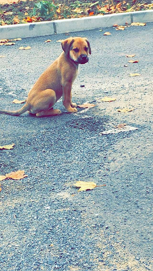 Pilou a rejoint le concours — aidez-le/la à gagner de superbes lots ! asphalt, canidae, carnivore, collar, companion_dog, dog, dog_breed, dog_collar, fawn, flooring, ocean, paw, pet_supply, road_surface, sand, shadow, sidewalk, snout, sporting_group, tail