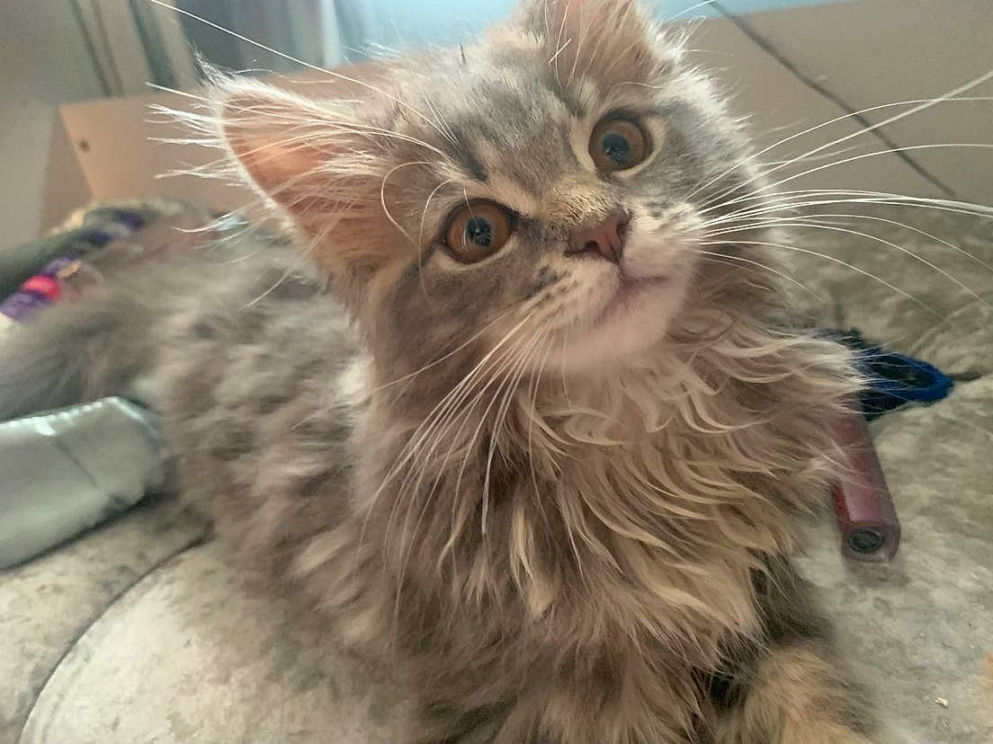 Yuki joined the competition — help win amazing prizes! british_longhair, carnivore, cat, claw, domestic_short_haired_cat, fawn, felidae, fur, hair, iris, paw, small_to_medium_sized_cats, snout, tail, terrestrial_animal, whiskers