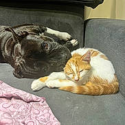 Udon a rejoint le concours — aidez-le/la à gagner de superbes lots ! animal, blanket, brindle_dog, cat, companion, couch, cozy, curled_up, cute, dog, friendship, fur, indoor, kitten, orange_cat, peaceful, pet, relaxed, resting, sleeping