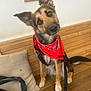 dog, red_bandana, wooden_bench, bookshelf, books, indoor, curious, head_tilt, cushion, bag, brown_fur, black_fur, white_paws, harness, leash, pet, portrait, sitting, domestic_animal, cozy