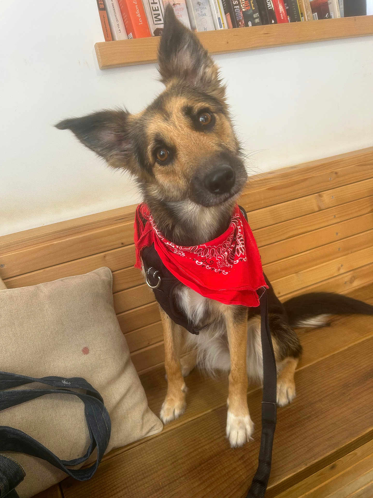 Lio participe au concours pour gagner de l'argent avec cette photo : dog, red_bandana, wooden_bench, bookshelf, books, indoor, curious, head_tilt, cushion, bag, brown_fur, black_fur, white_paws, harness, leash, pet, portrait, sitting, domestic_animal, cozy