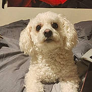 Pretty Girl joined the competition — help win amazing prizes! dog, white_dog, curly_fur, pet, bed, gray_bedspread, indoor, cute, animal, lying_down, looking_at_camera, fluffy, small_dog, companion, domestic_animal, furry, portrait, cozy, friendly, cute_pet