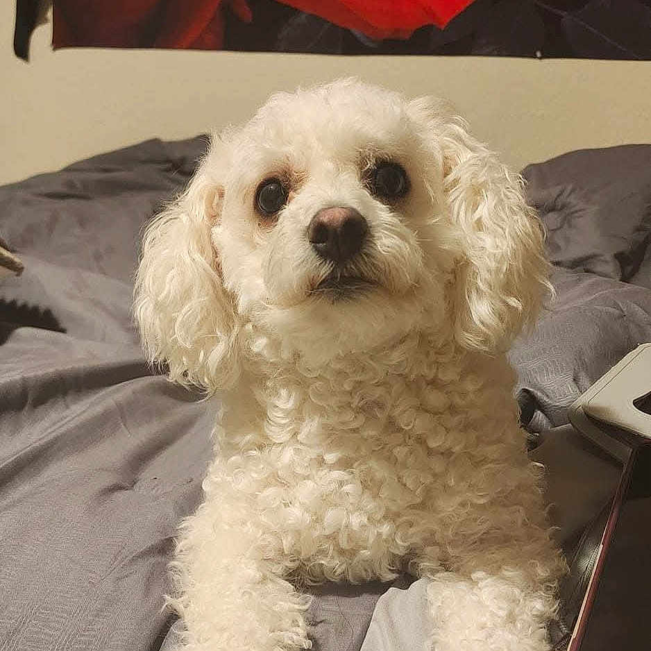 Pretty Girl joined the competition — help win amazing prizes! dog, white_dog, curly_fur, pet, bed, gray_bedspread, indoor, cute, animal, lying_down, looking_at_camera, fluffy, small_dog, companion, domestic_animal, furry, portrait, cozy, friendly, cute_pet