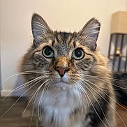 Jaxx is registered to the contest to win money with this photo: cat, close_up, fluffy, whiskers, green_eyes, indoor, curious, pet, feline, domestic_cat, brown_fur, white_fur, portrait, animal, mammal, table, lamp, wooden_floor, household, background