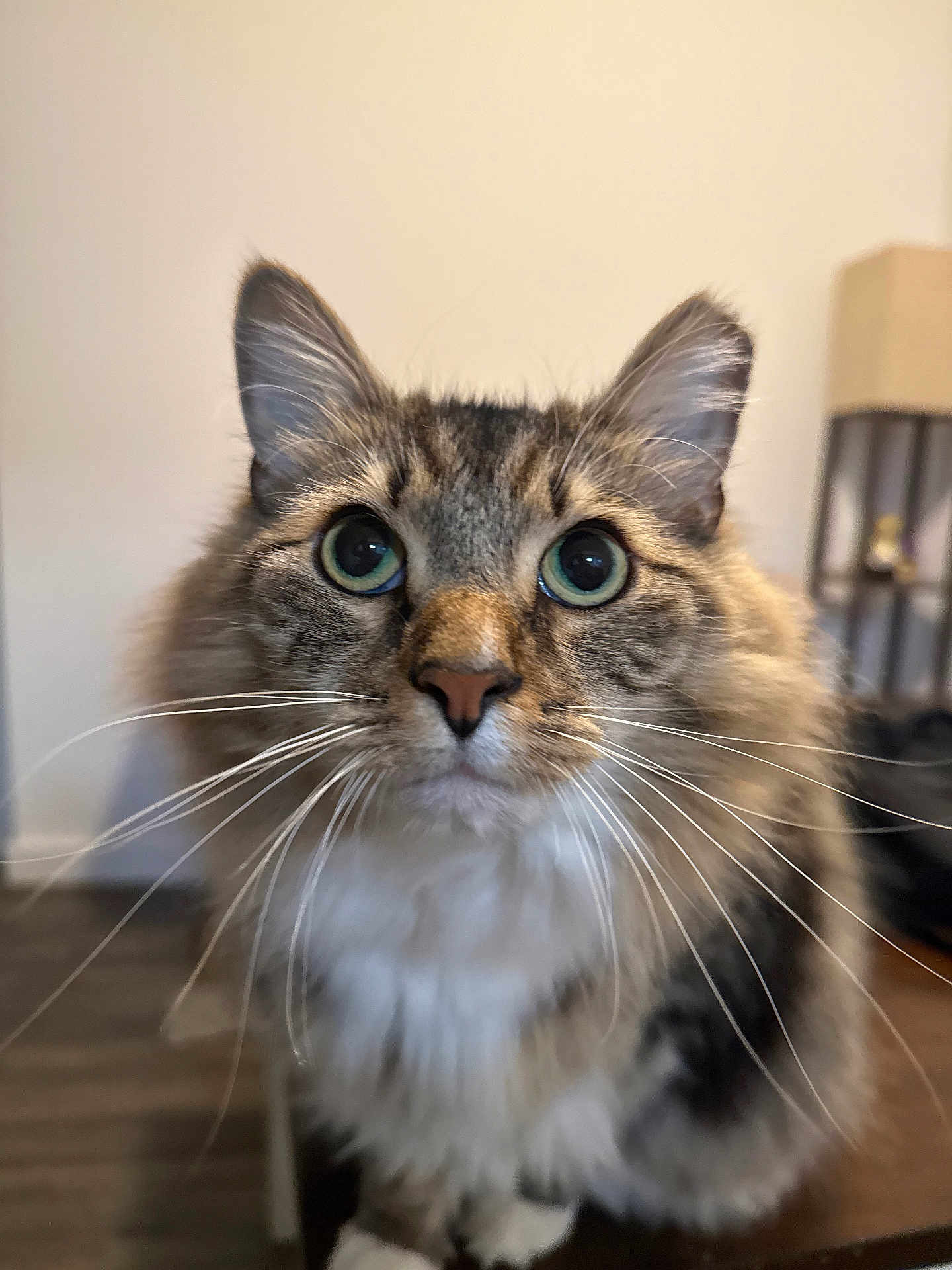 Jaxx is registered to the contest to win money with this photo: cat, close_up, fluffy, whiskers, green_eyes, indoor, curious, pet, feline, domestic_cat, brown_fur, white_fur, portrait, animal, mammal, table, lamp, wooden_floor, household, background