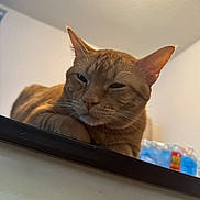 Cleo is registered to the contest to win money with this photo: cat, ginger_cat, indoor, animal, pet, relaxed, ledg, fur, whiskers, ears, face, close_up, sleepy, domestic_cat, feline, resting, household, background, water_bottles, table